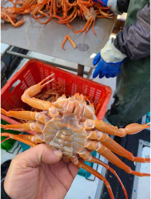 바리바리수산] 다리 수율 7~80%이상 실속형연지홍게 5kg (15미내외) 찜발송 자숙 산지직송 당일조업 라면용 육수용 파지 당일발송 또는 순차배송 포항 홍게 가성비, 1개