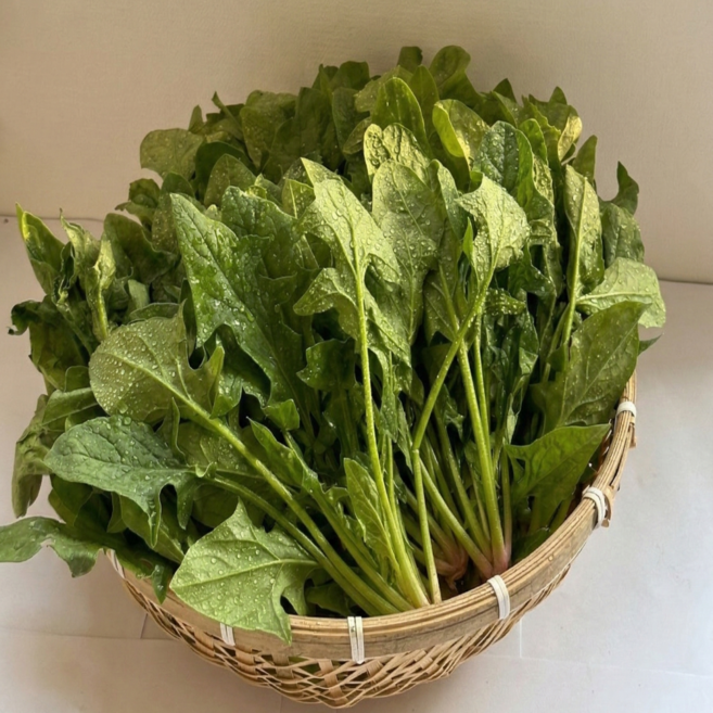 [산지직송] 여수 보물 섬초 (비금도시금치)특가 할인!, 1박스, 500g