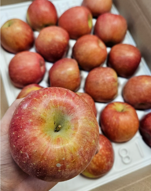25년 첫수확 사과 감홍사과 시즌 사과 가정용 정품 명품 사과, 1박스, 가정용 3kg(6-9과)