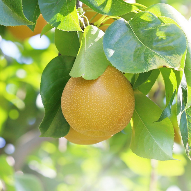 [충북농원] 추황 배나무 묘목 - 접목묘, 접목/1년생/특묘, 1개