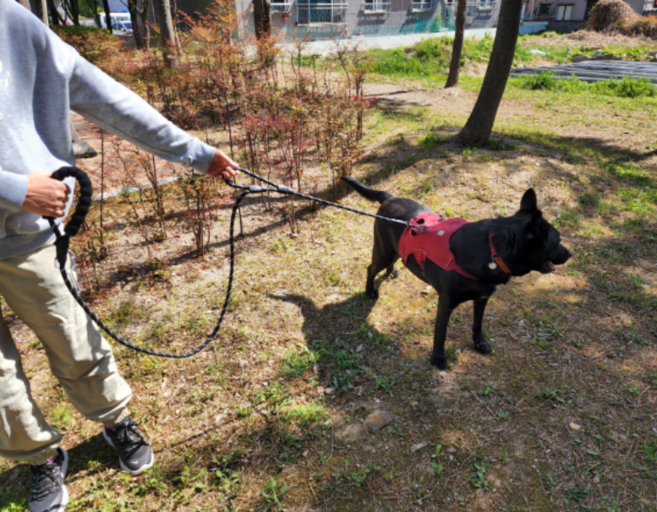 강아지리드줄 강아지 애견 대형견 산책줄 양손형 고리형 일체형 목줄, 블랙, 1개