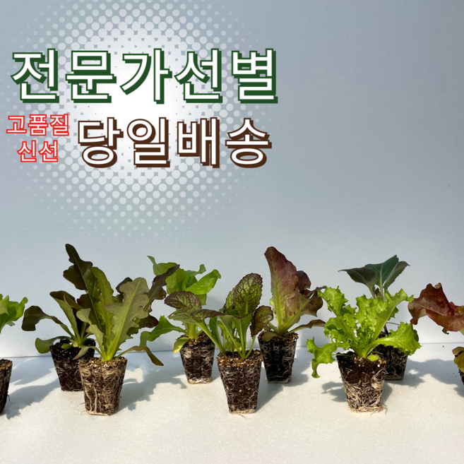 [샐러드+쌈용] 모종 묶음 세트 집에서 상추 키우기 주말농장 텃밭 세트 도시농업 미니 실내 베란다 화단 재배, 샐러드용(청로메인+적로메인+청생채(아삭이)+청오크), 12개
