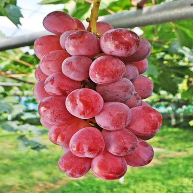 포도나무 묘목 접목1년생, 바이올렛킹 접목1년, 1개 - 쿠팡