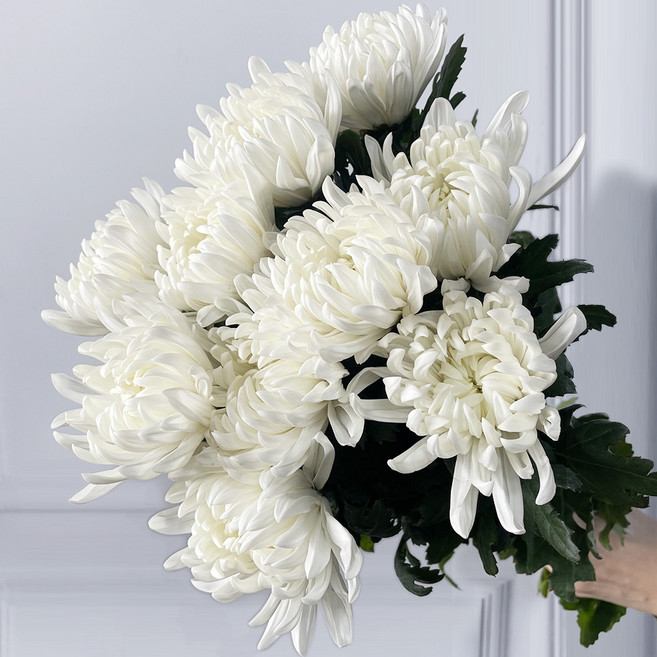 [플라워365마켓] 대국 생화 (흰국화 10송이) 양재꽃시장 직경매 꽃배달 싼곳 생화꽃 도매, 1개