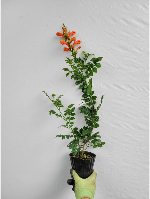 3위 - 능소화나무 야생화 노지월동 35~60cm 59, 1개