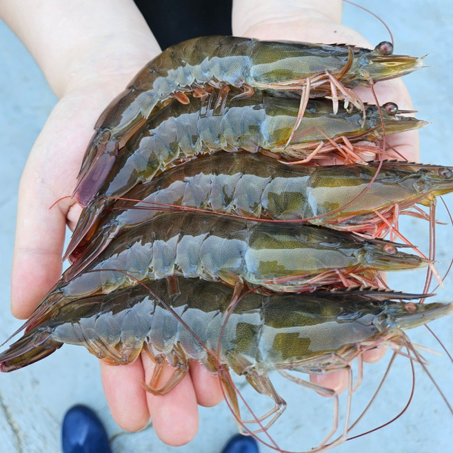 신안 활 흰다리새우 국내산 산지직송 생물 대하 왕새우, 1박스, 1kg(28~32미)