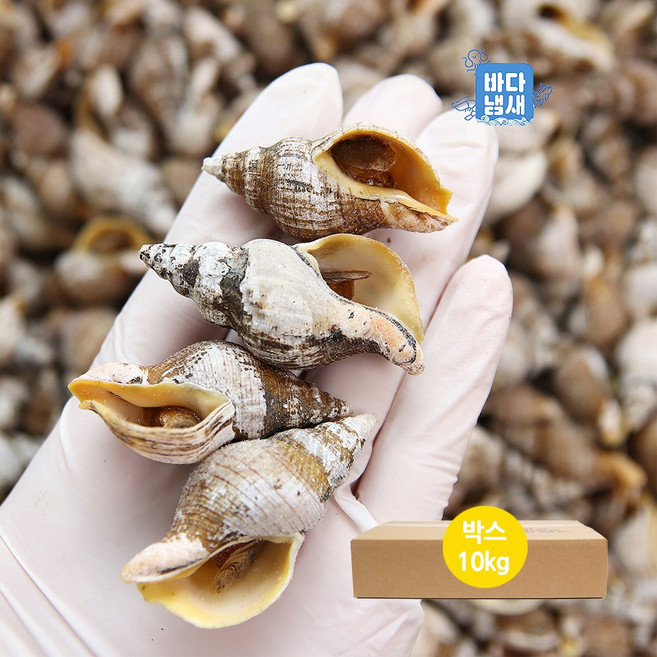 업소용 국내산 밀고동 10kg 박스 벌크형 고둥 삐뚤이 활고동 전복소라 냉동, 1