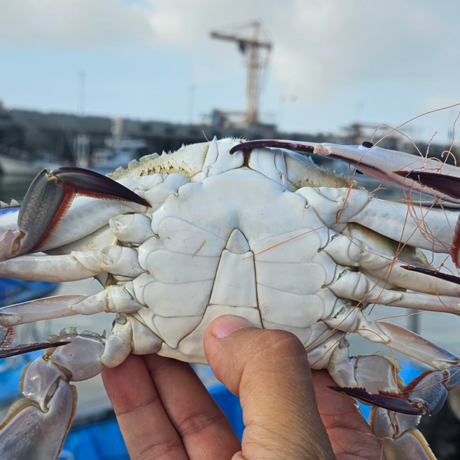 [100%산지직송] 제철맞은 국내산 생물 활꽃게, 1개, 1kg(5-6미)