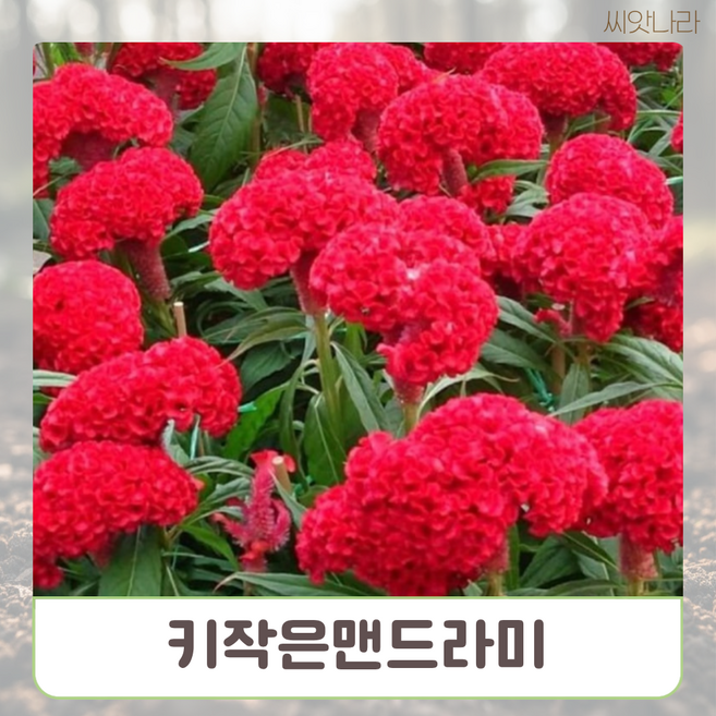 키작은맨드라미 혼합색 씨앗 10립 희귀 꽃씨 나라 야생화 pur+34789hm