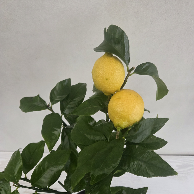온누리농원 열매달린 레몬나무, 1개