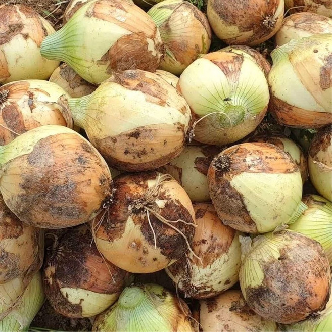 루트팜 국내산 햇 양파 무안양파, 1개, 10kg (대)