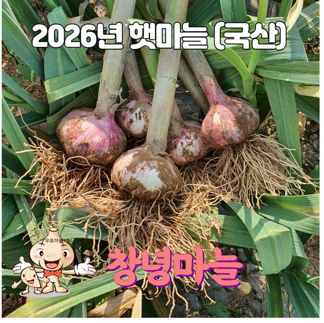 26년 국산 창녕 햇마늘 직접재배 대서마늘 저장 장아찌 통마늘 상 중 하 5kg, 1개, 하5kg