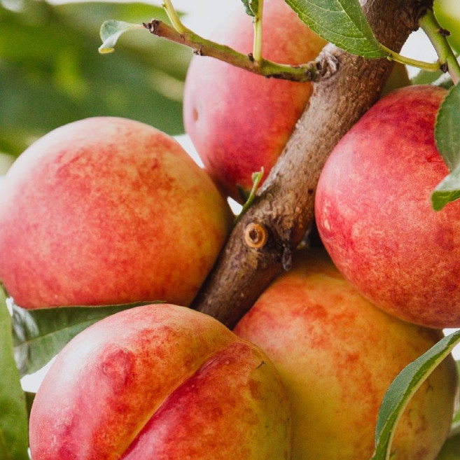 복숭아나무 묘목 / 망고복숭아로 유명한 옐로우드림품종 / 신맛없고 단맛강함 / 자가수분력, 1개, .
