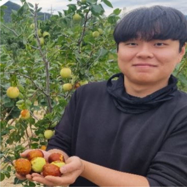 대추나무 묘목 사과대추나무 2년생 특묘 다왕조오 품종 대추묘목 접목1년, 사과대추 2년생 상묘 다왕조오 (접목1년)