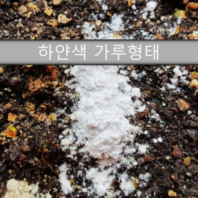 지네 콩벌레 그리마 노래기 곱등이 쥐며느리 퇴치 약, 600g, 1개
