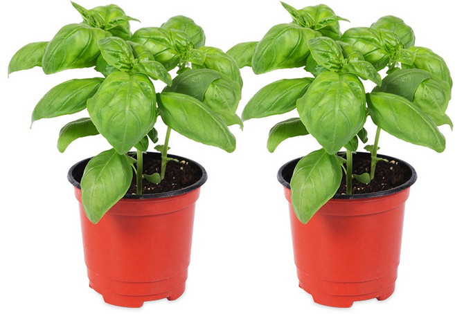 (성실A)스위트바질 화분(소)2개, 2개