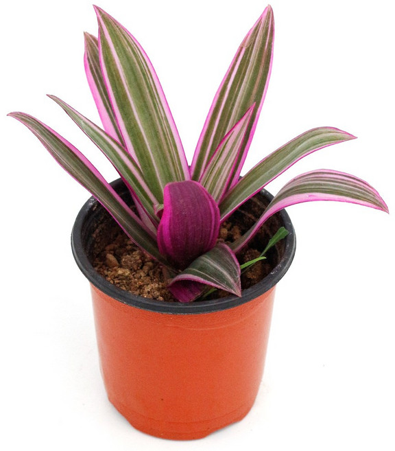 실내공기정화식물 120종 꽃 화분 미세먼지제거 아레카야자 해피트리 금전수, 모종포트, 부자란, 1개, 1개