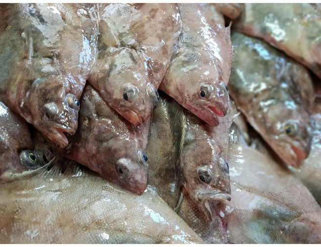 포항 울산 방어진 죽도시장 참 가자미 미주구리 참 기름 [원산지:국산(경상북도 포항시)], 1개, 01두절기름가자미생물(특대3~4미)1kg