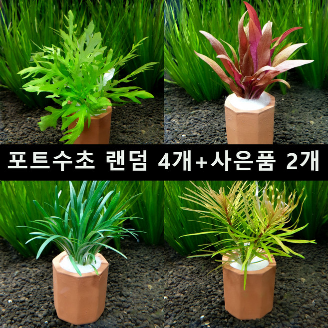 [수초몰] 랜덤 포트수초 세트 4개 + 사은품2개 / 초보자수초 자연수초 키우기 쉬운 수초 수초맛집 수초농장 수초전문 음성수초 활착수초 모스 모스볼 인기수초 구피 새우 은신처, 1개