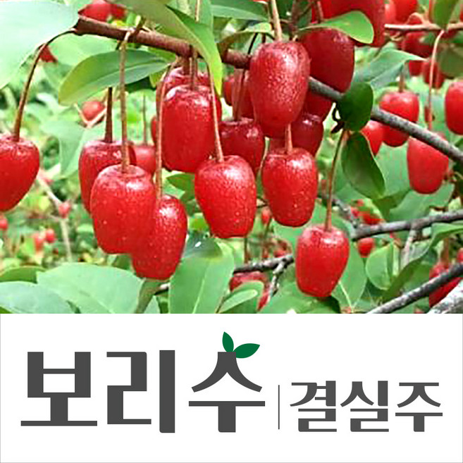 왕보리수나무 보리수결실주 분(4년생) R3점