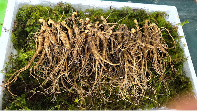 [The 건강하삼] 산양산삼 9~10년근 야생 파지삼 산삼 산양삼 파지삼, 30뿌리, 1개