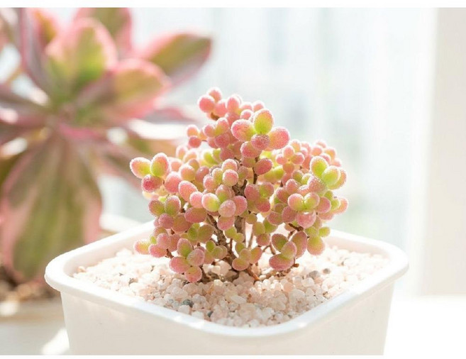 슈퍼글로보섬 핑크글로보섬 탕후루나무 2년생 국산, 2년생 1세트(국내배송)