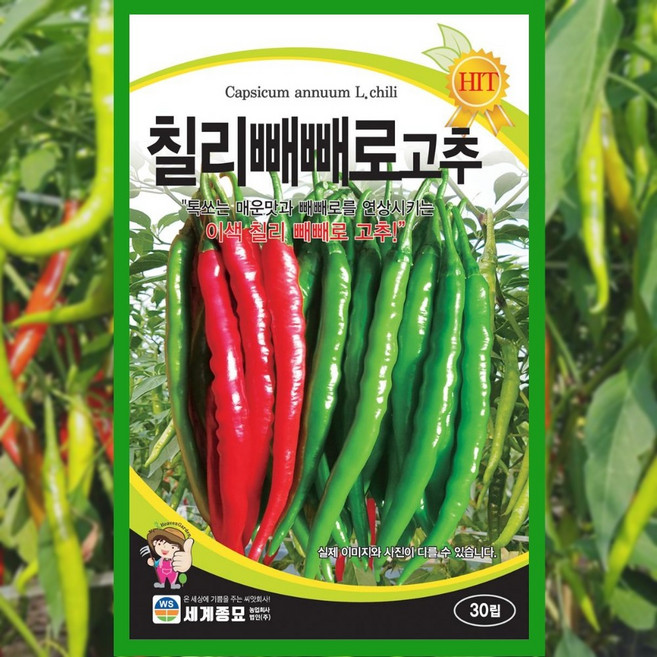 고추 씨앗 칠리 빼빼로 600립 종자 야채 채소 텃밭