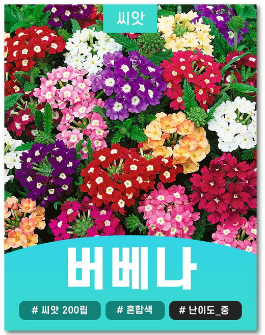 혼합 라일락 버베나 씨앗 꽃씨 꽃씨앗 종자 200알, 1개