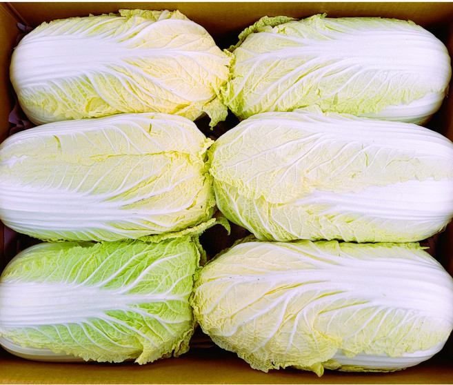 야채왕 국내산 알배기 배추 쌈배추 12통 박스-무료배송, 300g, 12개