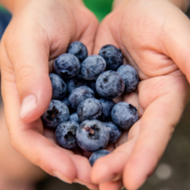 [프리미엄] 무농약 제주 생 블루베리, 1박스, 200g (특)