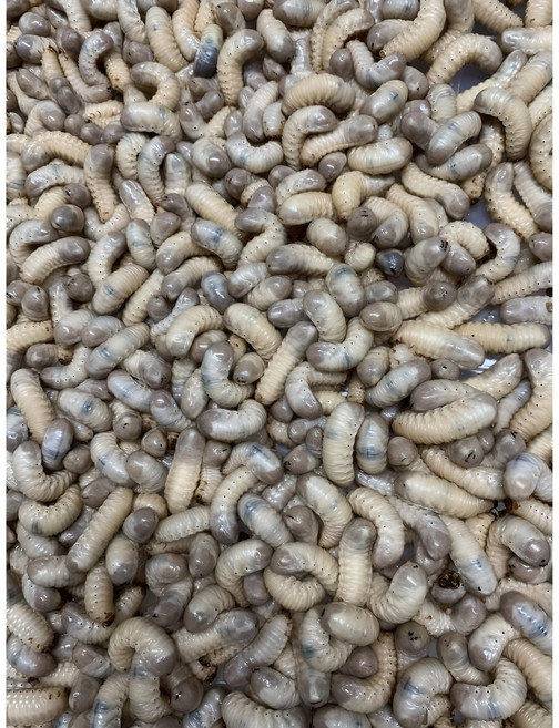 생굼벵이 1kg 국내산 100% 식용 곤충 꽃벵이 농장직접사육, 1개