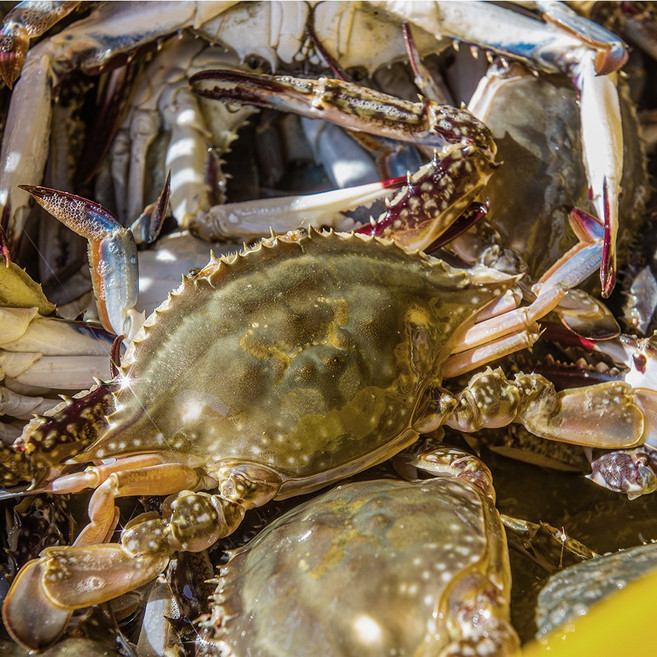 플라이팜 프리미엄 당일선별 싱싱한 서해안 급냉 꽃게, 1개, 3kg