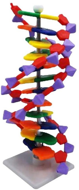 놀이과학 자기복제 염색체교구 DNA모형 12염기쌍/ 체험키트 과학실험용 만들기수업, 1개
