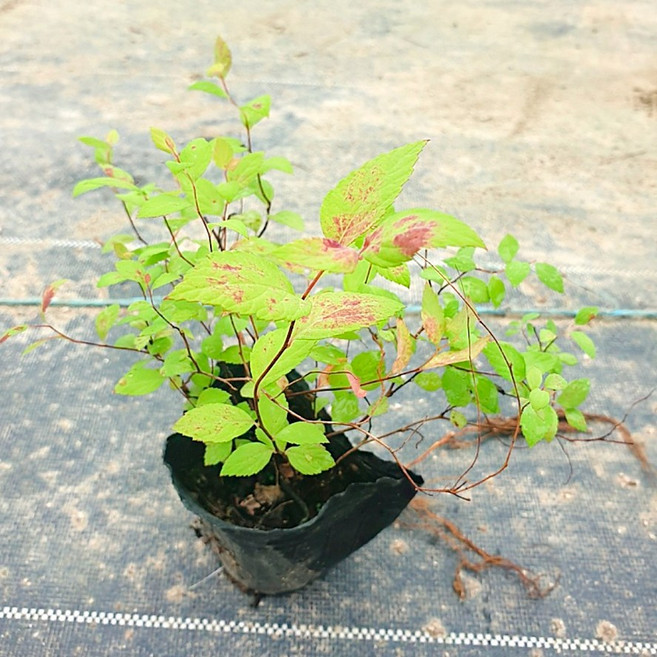 순희농장 황금조팝 봄꽃 8cm 포트묘 20개 들꽃 야생화