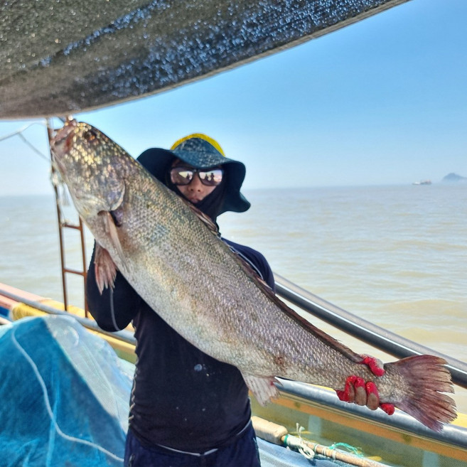 민어청년 신안 임자도 자연산 민어 회 필렛 원물, 분리(오로시) 작업, 1개, 3.5~4kg