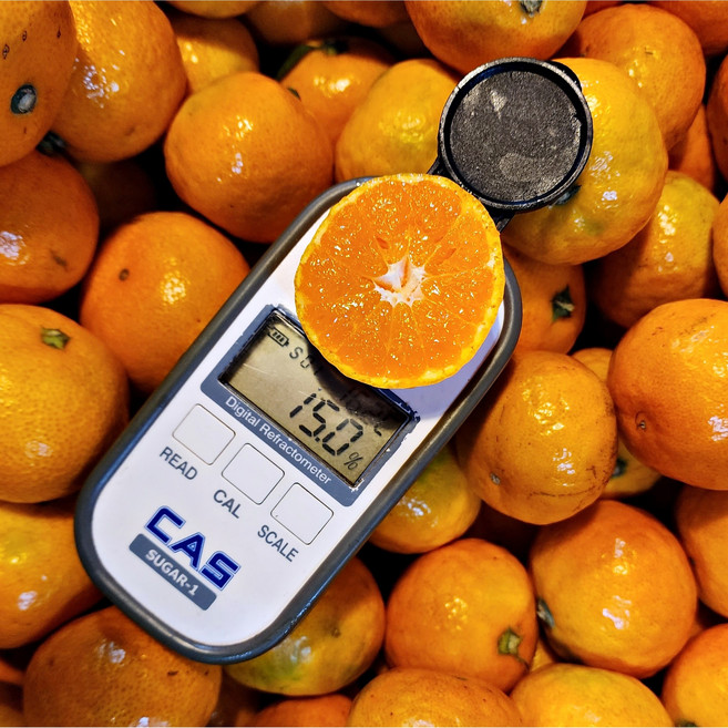 한달간 초특가 재구매율1위 제주 타이벡 감귤, 1박스, 3kg