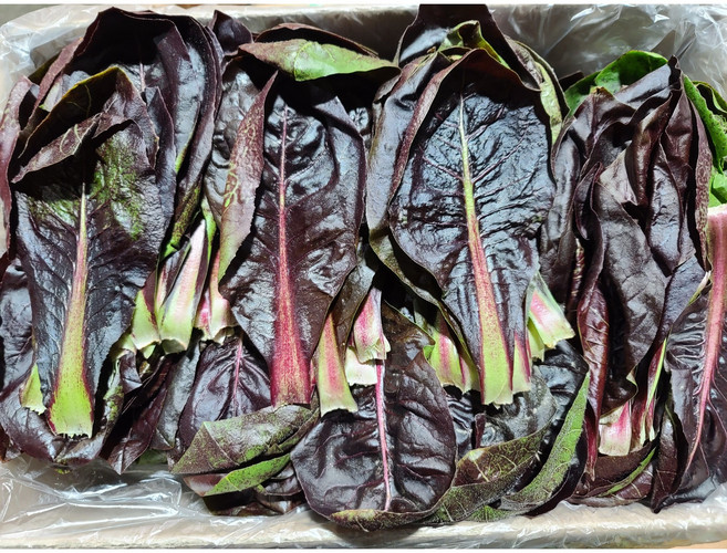 쌈채소 치콘 1박스(2kg내외), 1개, 2kg