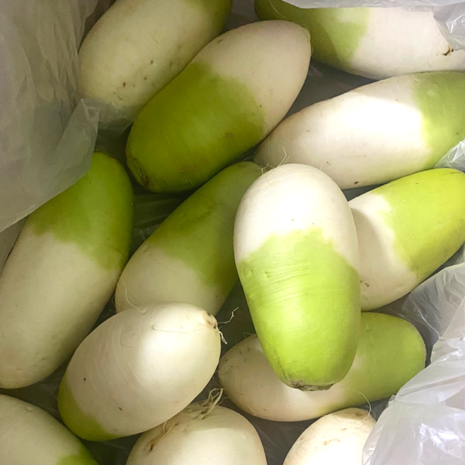 제주도 세척무 월동무 고랭지 무우 김장무 동치미 국내산, 꼬꼬마무 10kg, 1박스