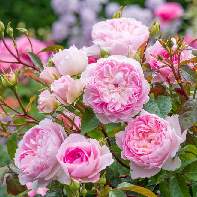 영국장미/사일러스마너(Silas Marner)/데이비드오스틴장미(David Austin Rose)/관목or덩굴