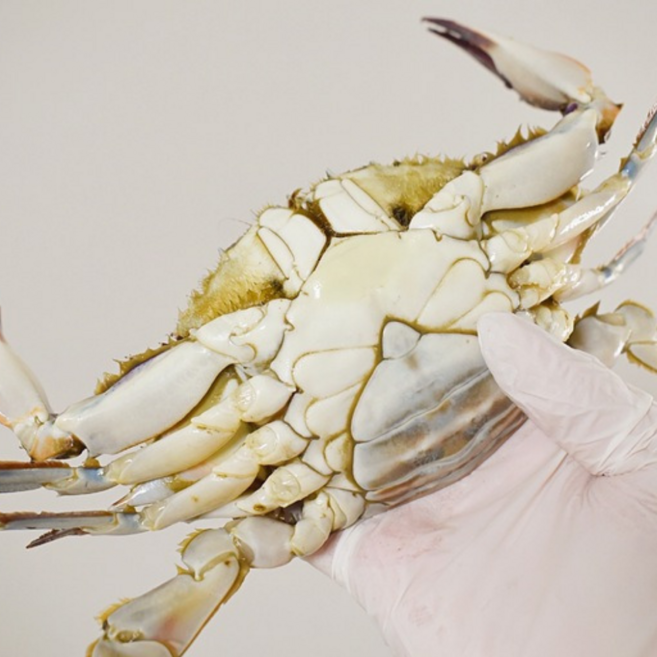 국내산 연안 봄꽃게 암꽃게 활꽃게 알배기 1kg, 1개, 소 (4-6미) 1kg