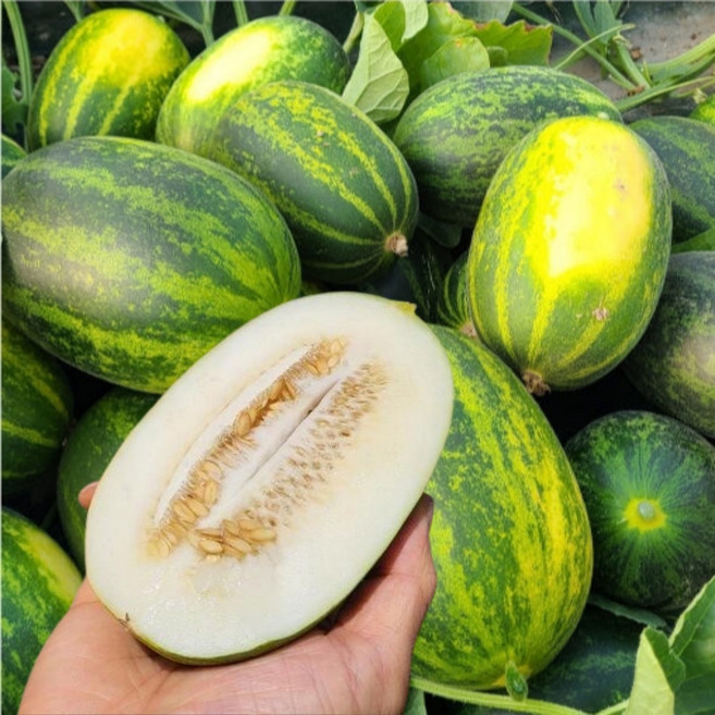 [오픈특가] 산지직송 초고당도 가정용 파파야메론, 1박스, 3kg(랜덤과)