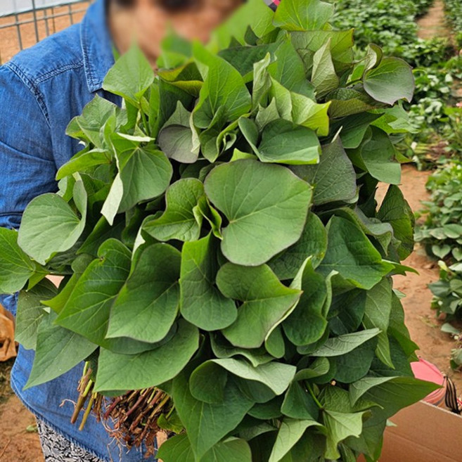 우수종자 해남꿀고구마모종 호박고구마종순, 1박스, 3kg (호박고구마 모종)