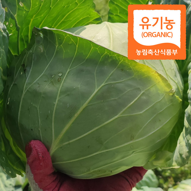 제주 친환경 유기농 양배추 무농약 환자용 5kg, 유기농양배추 5kg, 1개
