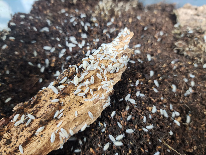 드워프화이트 50마리 드화 분해생물 쥐며느리 공벌레 비바리움 청소부, 1세트