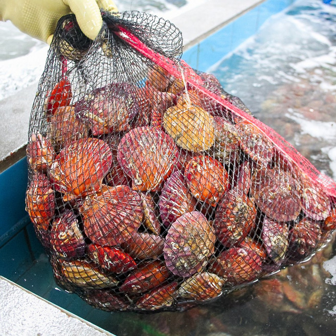 통영 제철 홍 가리비 2kg 세척 선별 비단 홍가리비, 1개, 홍가리비 2kg