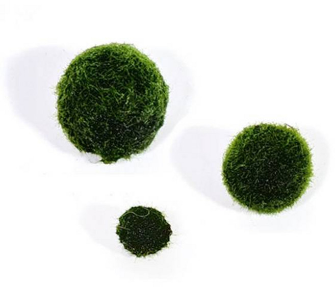 일본산 미니마리모 [중] 2cm전후 1개