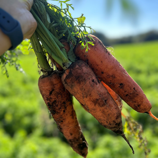 산지직송 제주 구좌 당근 흙 당근, 1박스, 10kg(왕)