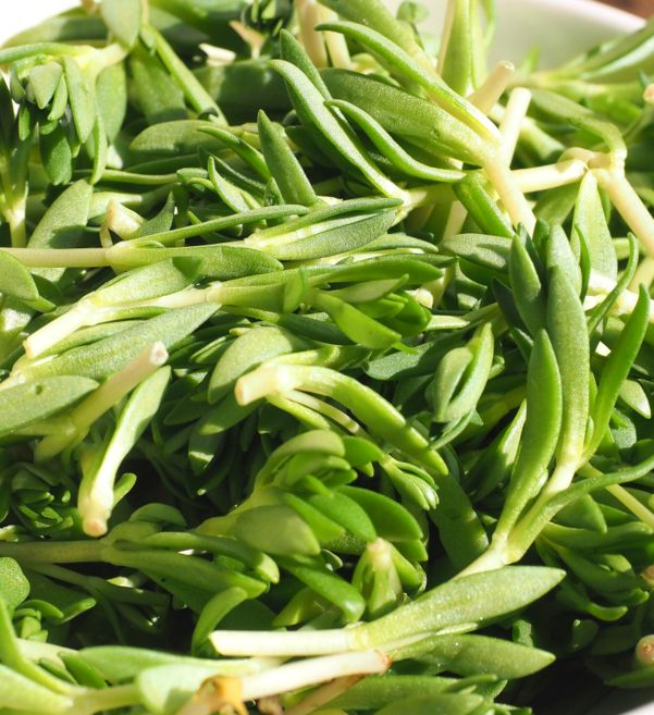 국내산 산지직송 돌나물 무침재료 나물반찬, 1kg, 1개