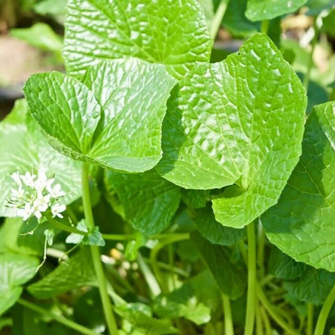 국내산 생 곰취나물 산지직송 봄나물 쌈채소 곰취향 싱싱배송, 1개, 500g