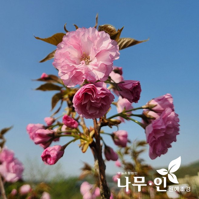 [나무인] 겹벚나무묘목 겹벚꽃품종 노지월동